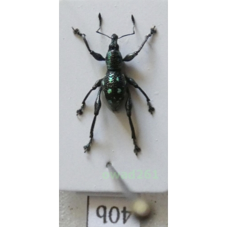 Metapocyrtus metallicus suavis Heller, 1912 female Philippines40b